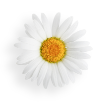 page element daisy