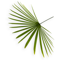 palm frond