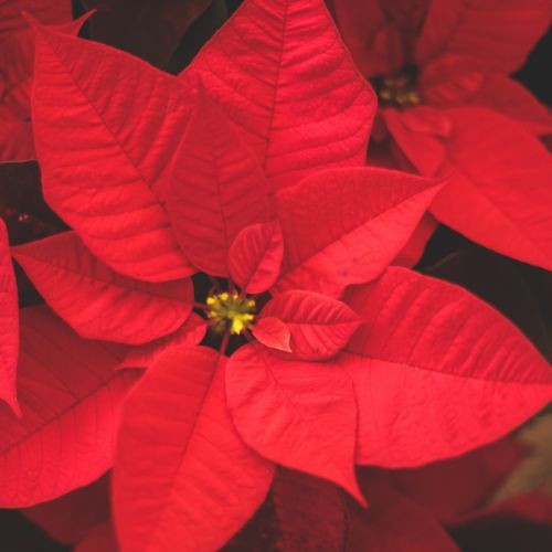 christmas-proflowers-poinsettias