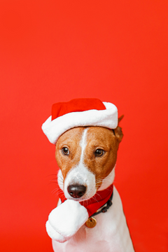 dog-with-christmas-hat