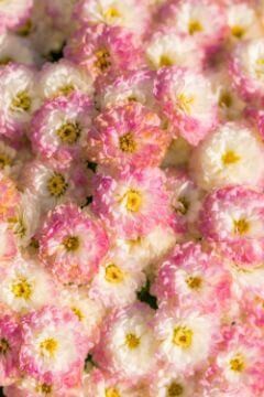 easter-proflowers-carnations-pink