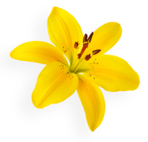 Yellow Lily